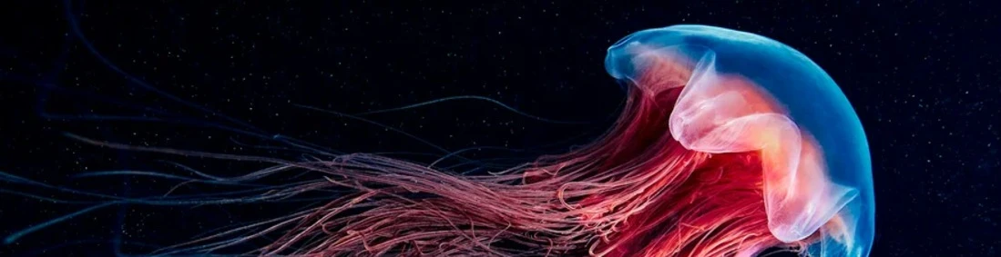 Cover for team profile