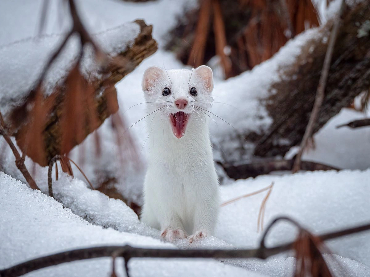 MARTEN ШУКАЄ ЛЮДЕЙ!