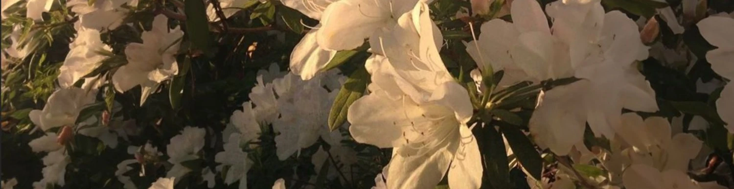 Cover for team profile