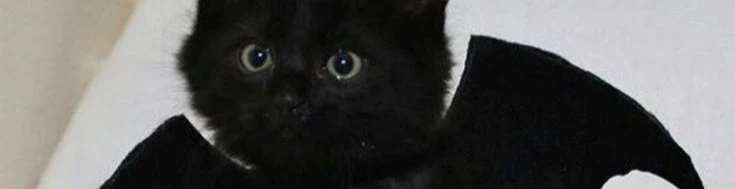 Cover for team profile