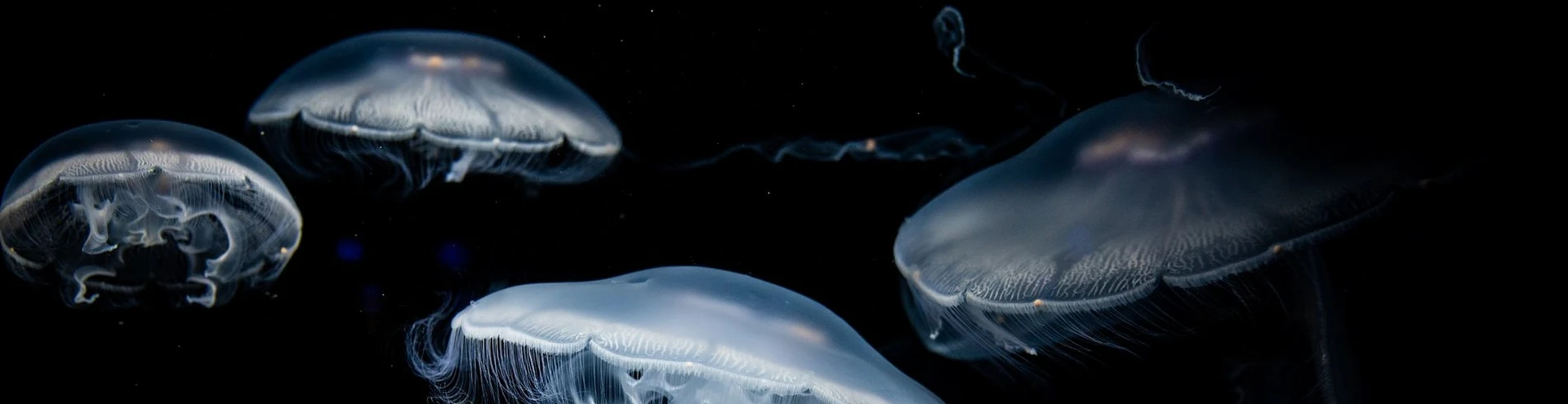 Cover for team profile