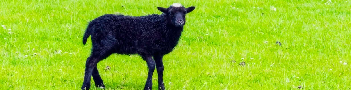 Cover for team profile